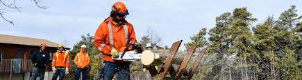 Ensure that you train with a registered training organisation (rto) who are certified to provide you with your qualification. Arborist Apprenticeship Humber College