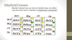 Dihybrid cross worksheet set up a punnett square using the following information: Genetics Quiz Monday January 26 Dihybrid Cross Ttrr X Ttrr Ppt Download