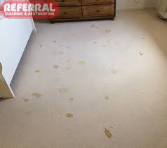 remove old pet stains from carpet 2024