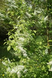Lipomea alba è una pianta perenne ma viene coltivata come annuale nelle zone dal clima freddo. Giardini