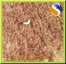 moths and worms in your rugs
