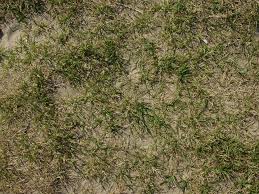 Drought Damaged Lawn Repair Guide