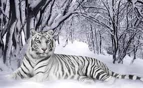 Check out inspiring examples of whitetiger artwork on deviantart, and get inspired by our community of talented artists. White Tigers Science Symbolism Mythology Healing