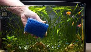 How To Clean Aquarium Glass Prevent