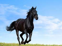Fantastic Black Arabian Horse Running ...