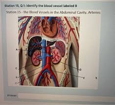 Learn even faster with this blood vessel anatomy study guide. Solved Station 15 Q 1 Identify The Blood Vessel Labeled Chegg Com