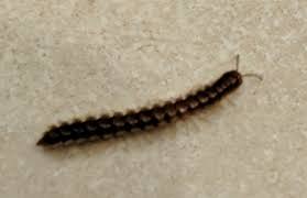 Get Rid Of Centipedes Or Millipedes