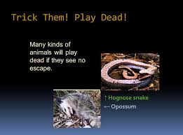 Rats have many predators in the wild, including large birds, such as owls, cats, and snakes. Adaptations C Cramer Ppt Download