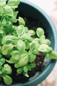 beginner tips for starting an herbal garden