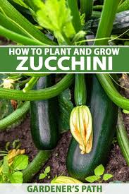 how to plant and grow zucchini squash
