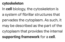 supportive framework for the cell