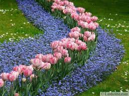 Planting Tulips Flower Garden Design