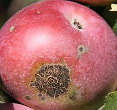 What fungicides, insecticides, other nutrients should be sprayed on apple trees in june month. Home Fruit Spray Schedule Unh Extension