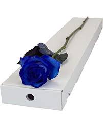single blue rose in belleville on