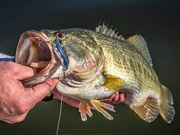 The largemouth bass (micropterus salmoides) is a freshwater game fish in the sunfish family, a species of black bass native to north america. 10 Ways To Catch More Largemouth Bass