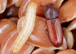 pantry pests id moths beetles