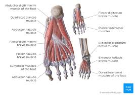 The muscles working on the foot can be distributed within the extrinsic and intrinsic muscles. Ankle And Foot Anatomy Bones Joints Muscles Kenhub