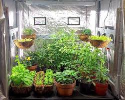 Indoor Vegetable Gardening Growing