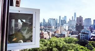 I'm on a budget, what cat door for window screen do you suggest? Cat Window Patios From Cwaa Crafts Cat Window Boxes And Patios That Fit Into The Window Like An Air Conditioner Our Cat Window Patios Give Your Indoor Cat An Outdoor Experience