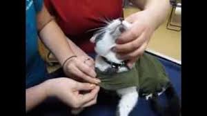 Unfollow cat recovery suit to stop getting updates on your ebay feed. How To Put A Baby Onesie On A Cat Youtube