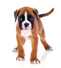 Advertise, sell, buy and rehome boxer dogs and puppies with pets4homes. Boxer Puppies For Sale In Ct Breeder