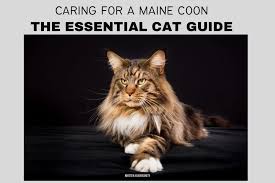 caring for a maine cat 2023