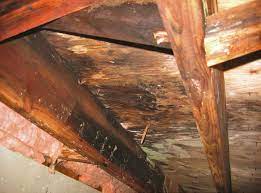 Crawl Space Mold Rot In Madison