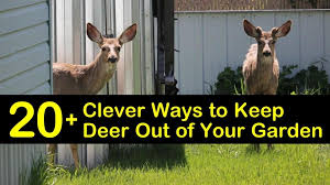 Clever Ways To Keep Deer Out Of Your Garden