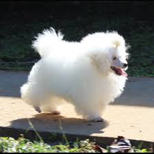 poodle puppies texas abounding poodles