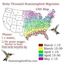 Hummingbird Migration Purrseidon