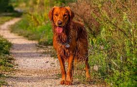 8 types of golden retrievers with