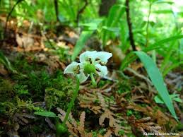 Moneses uniflora - Michigan Flora