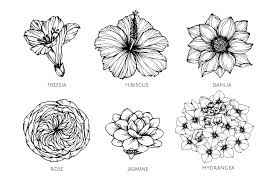 collection set of flower drawing