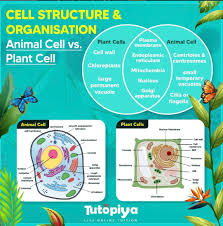 plant cell cambridge igcse biology