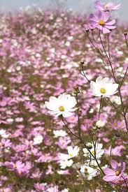 field of wild cosmos flowers beauty