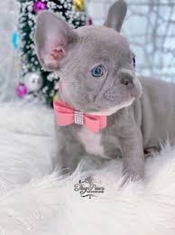 Frenchbulldog blue gri mavi safkan orjinal yavrular. Violet Exclusive Mini Lilac French Bulldog Tiny Paws