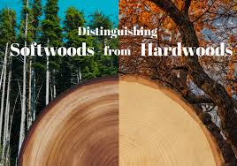 distinguishing softwoods from hardwoods