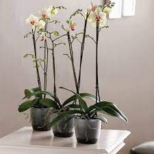 Специално за ценителите на орхидеите предлагаме страхотни прозрачни саксии за орхидеи, които фотосинтезират чрез корените си (например популярните и лесни за отглеждане. Bauhaus Blgariya Saksiya Za Orhidei Brussels