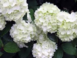 Large clusters of white flowers appear. Great Plants For Shade Gardens Hgtv