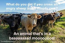 Jokes are important because they make us laugh. 23 Funny Farm Animal Jokes That Will Make You Laugh Out Loud Fill Your Plate Blog