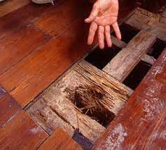 drywood termite treatment for hardwood