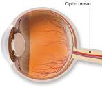 Optic Nerve - American Academy of Ophthalmology