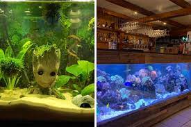 104 stunning aquarium ideas as shared