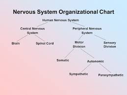Nervous System Ppt Video Online Download