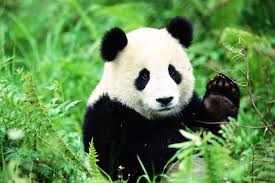 Résultat de recherche d'images pour "photos de pandas géants"