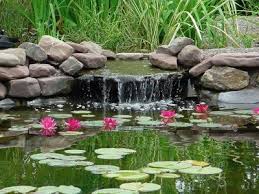 Pond Plants Marginal Lotus Water