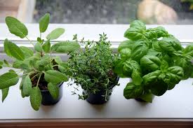 fertilize an indoor herb garden