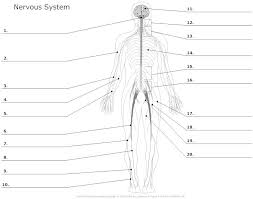Labeled nervous system diagram | brain anatomy, nervous. Muscular System Worksheets Nervous System Unlabeled Nervous System Nervous System Lesson Nervous System Diagram