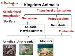 Biology Animal Kingdom Diversity In Living Organisms Part 10 English