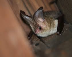 all about bats bat ecology and how